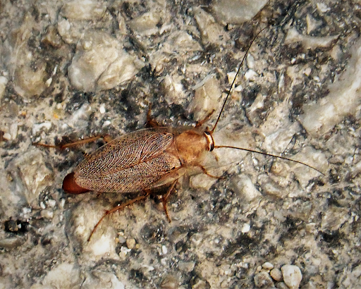 American cockroaches can also infest a home and would require a professional cockroach exterminator for a long-term solution. 