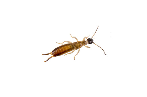 An earwig, a common pest in gardens. There are DIY ways to get rid of them, a professional earwig removal service might be best. 