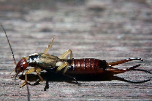 There are quite a few ways to remove earwigs from a garden.