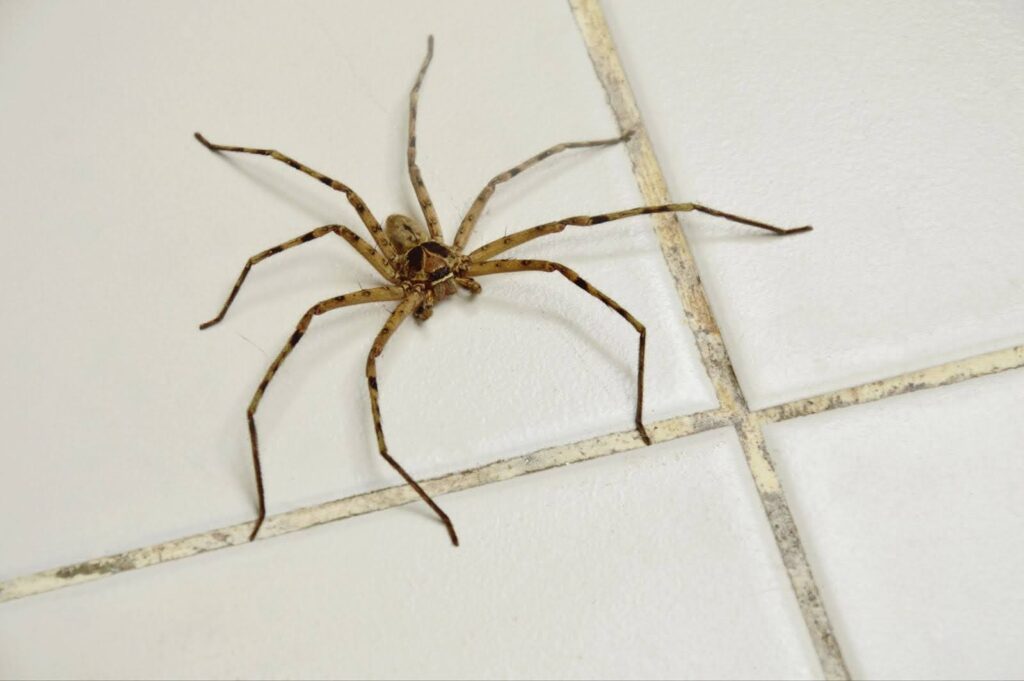 Spiders in your home? Don't fret, here's how to get rid of spiders in your home.