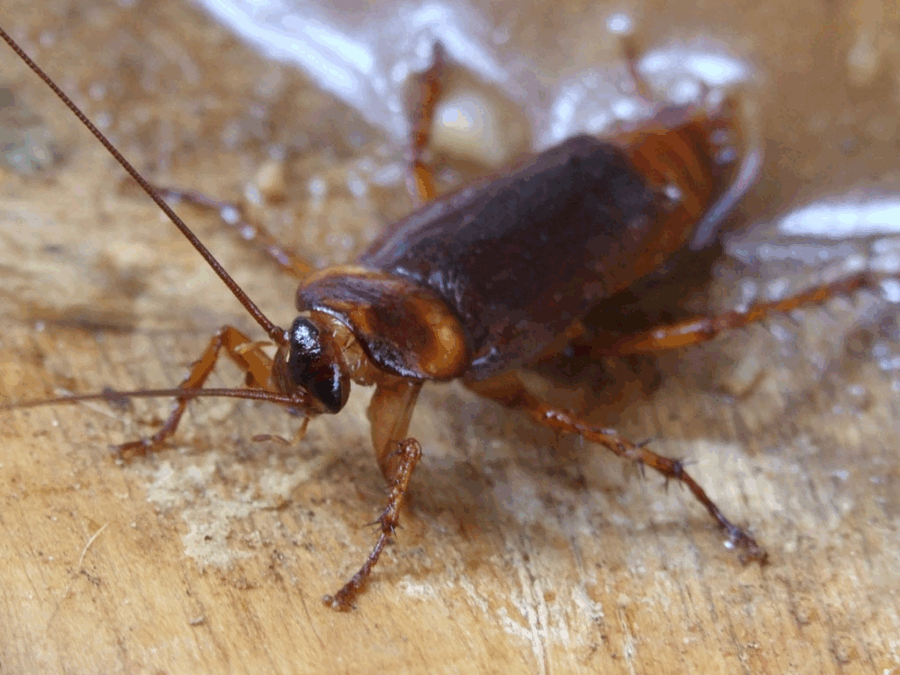 Roaches of all kinds can create an unwelcomed infestation.