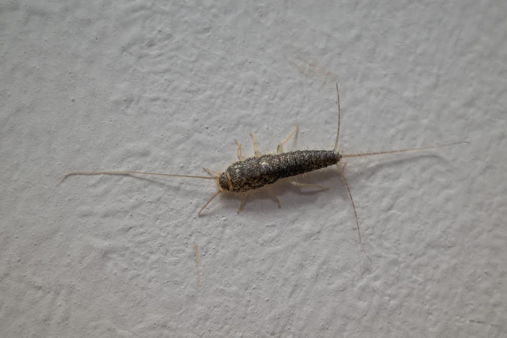 The best ways to get rid of centipedes are simple and effective. 