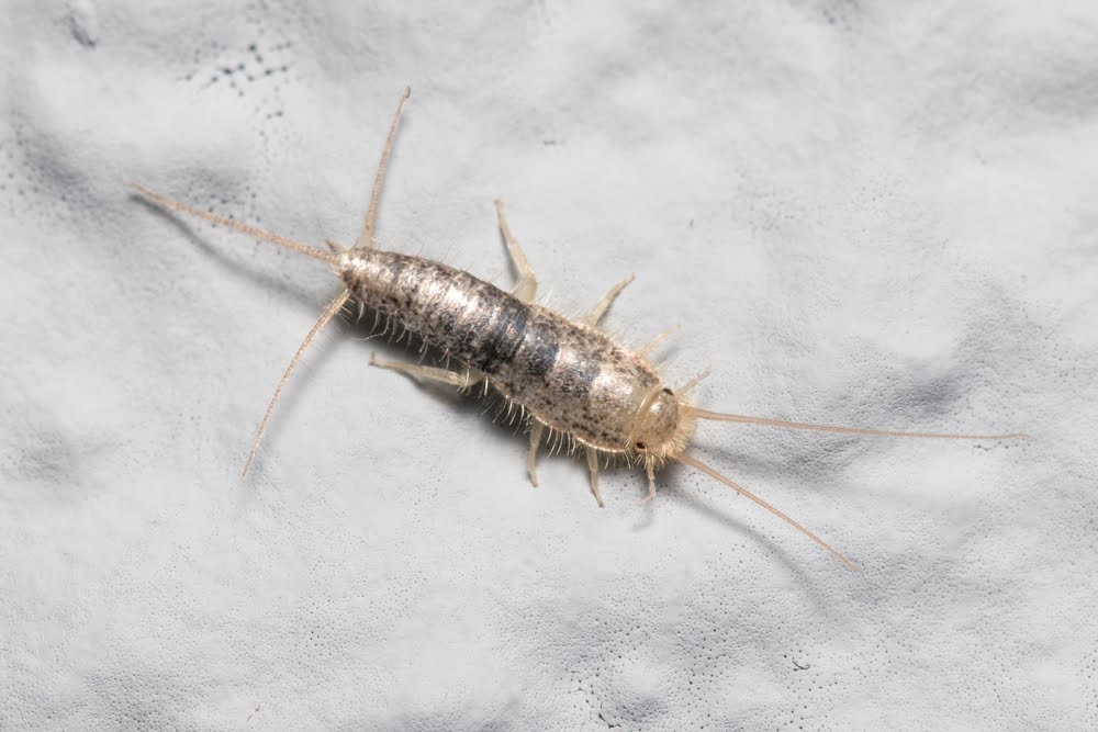 Silverfish are an annoying nuisance that can be hard to get rid of. It is best to consider a silverfish extermination service. 