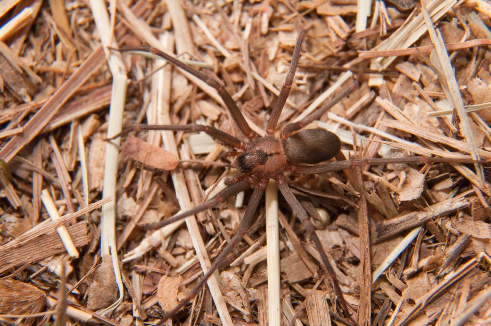 Make sure to call a spider exterminator in Ohio in case you see more than a normal amount of spiders in your home or yards.