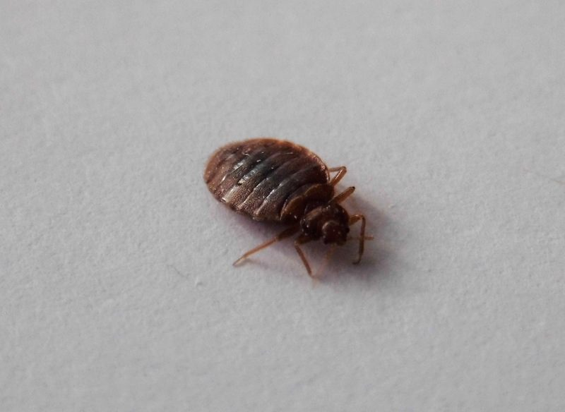 Bed bugs can be anywhere  in the home. Call a bed bugs control expert near me.