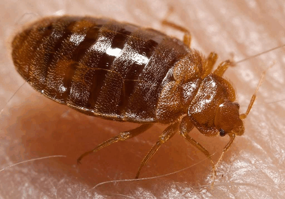 This is what a bed bug looks like. 