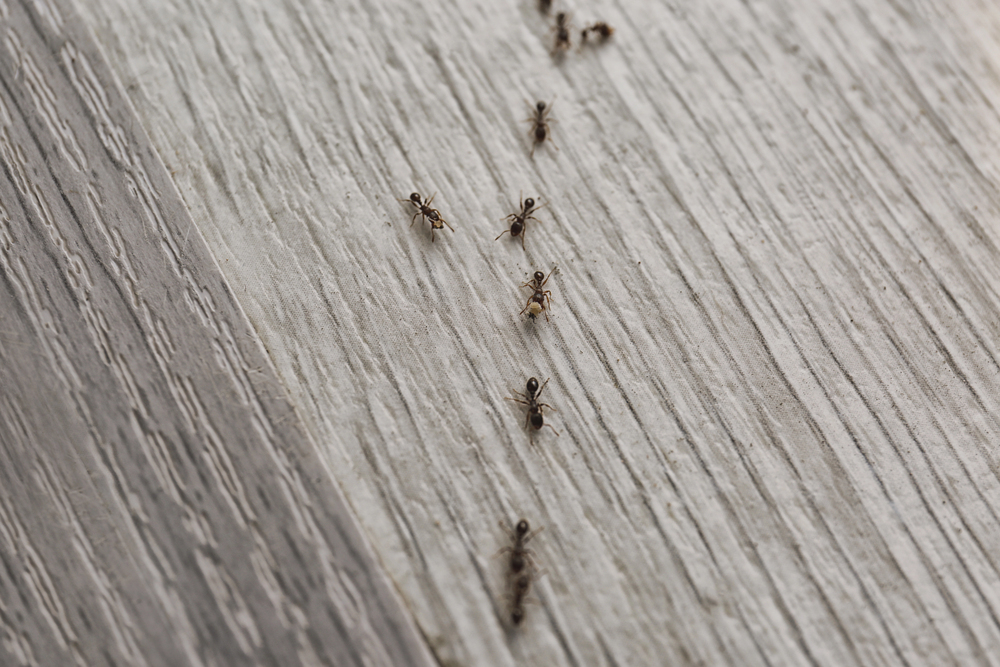 Ants in a line