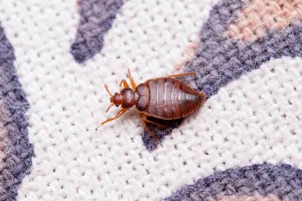 Bed bug on fabric
