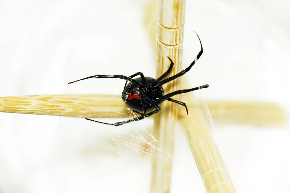 Black Widow one of Ohio's most venomous spiders
