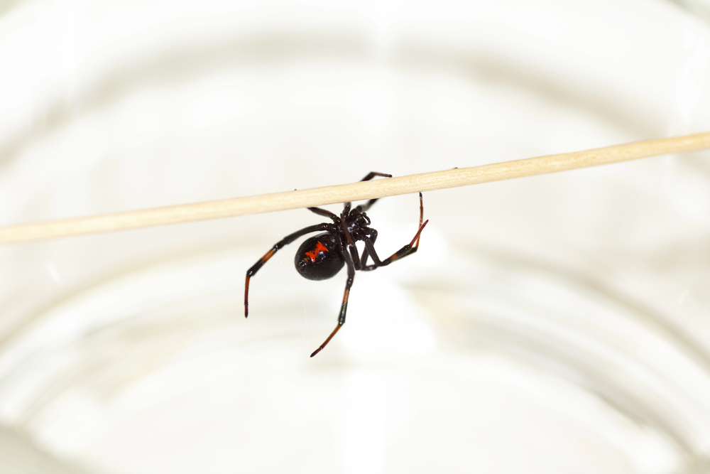 Black widow before spider control by Green Shield