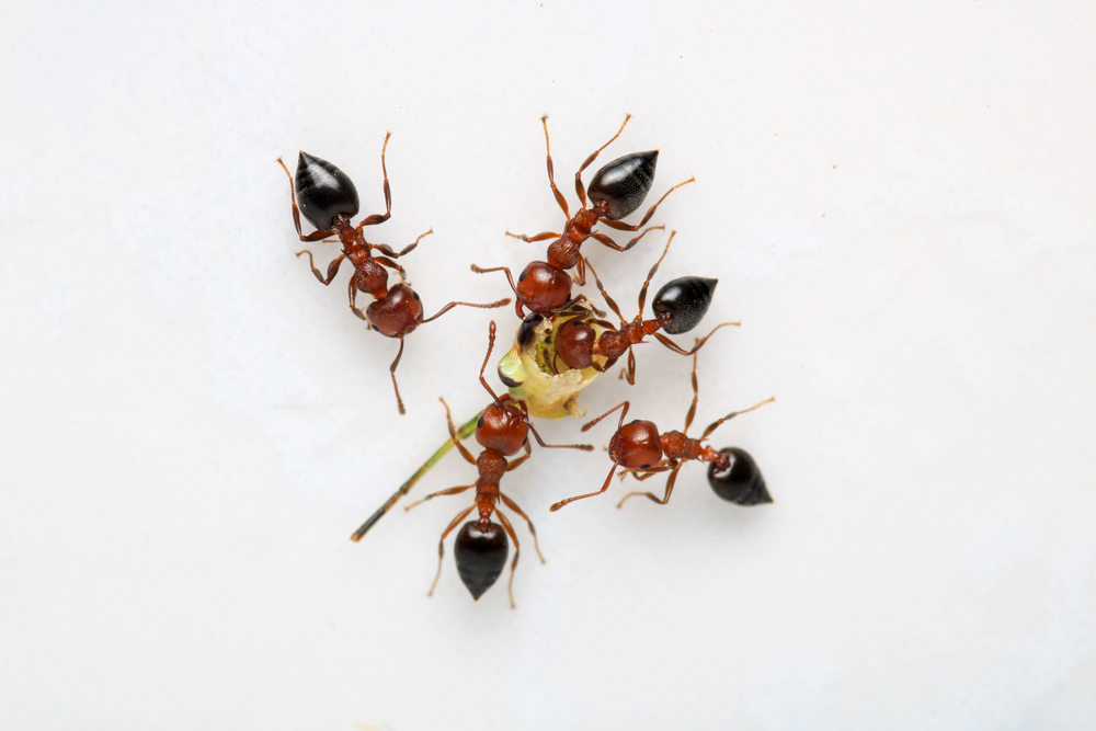 Ants in a group