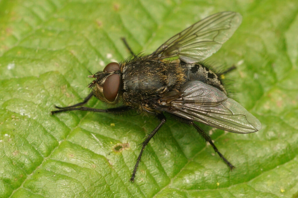 Cluster flies vs houseflies