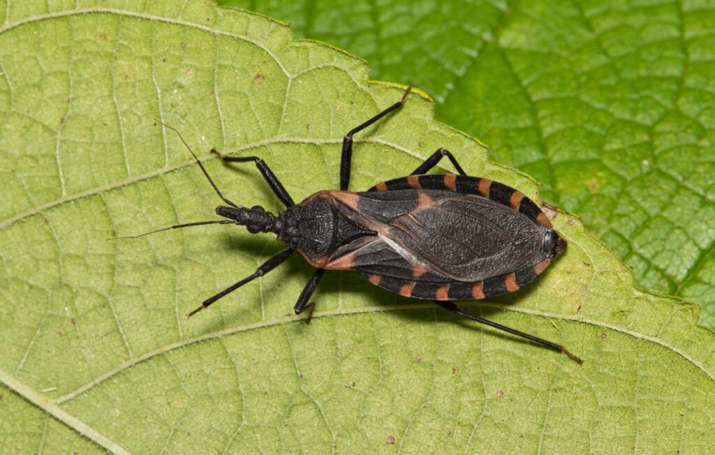 Boxelder bug vs kissing bug