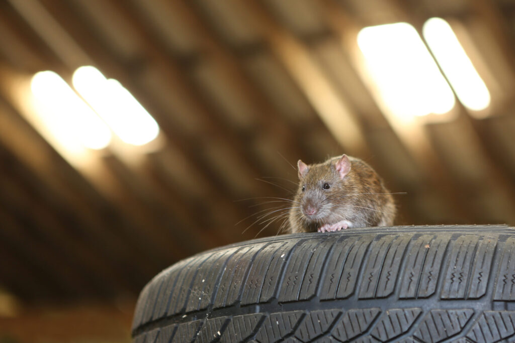 How to keep rats out of your garage.