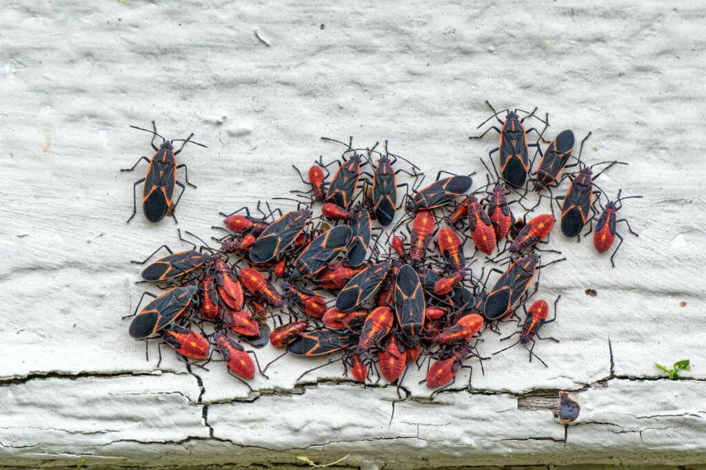 How to get rid of boxelder bugs
