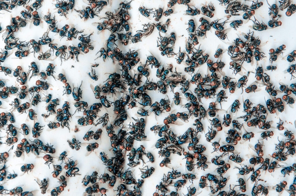 What are cluster flies?