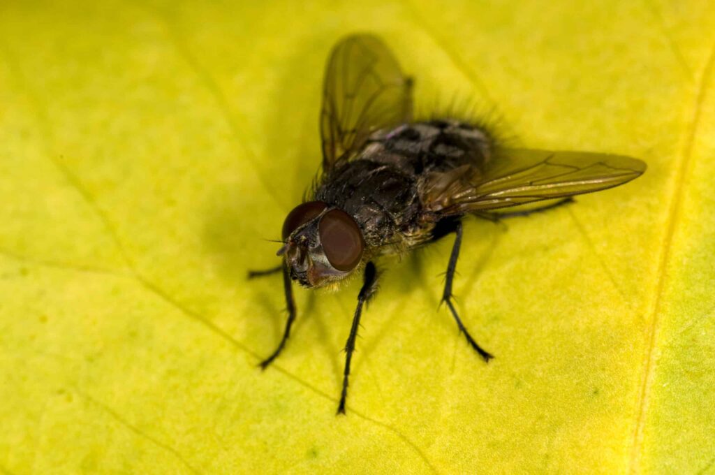 Cluster flies inside of house all of a sudden