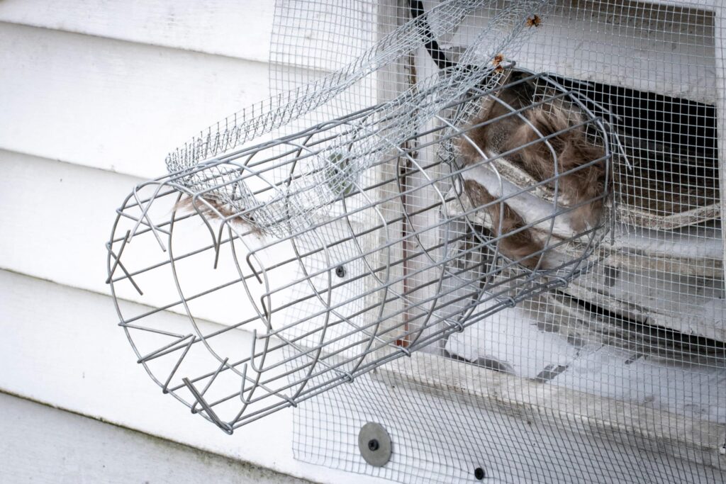 Rodent control in Ohio