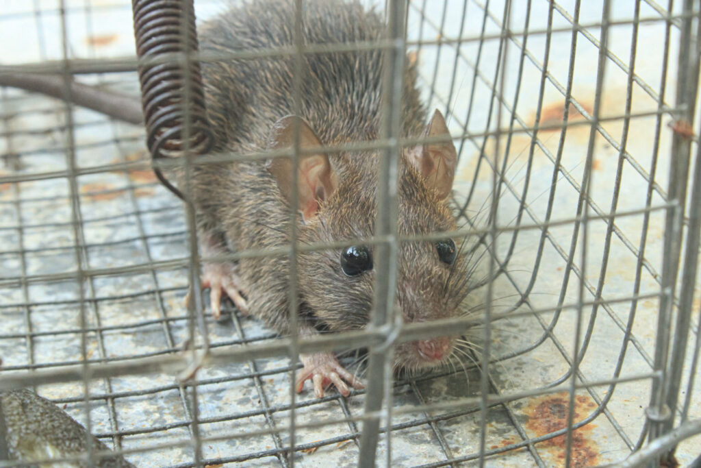 Rodent control in Ohio winters