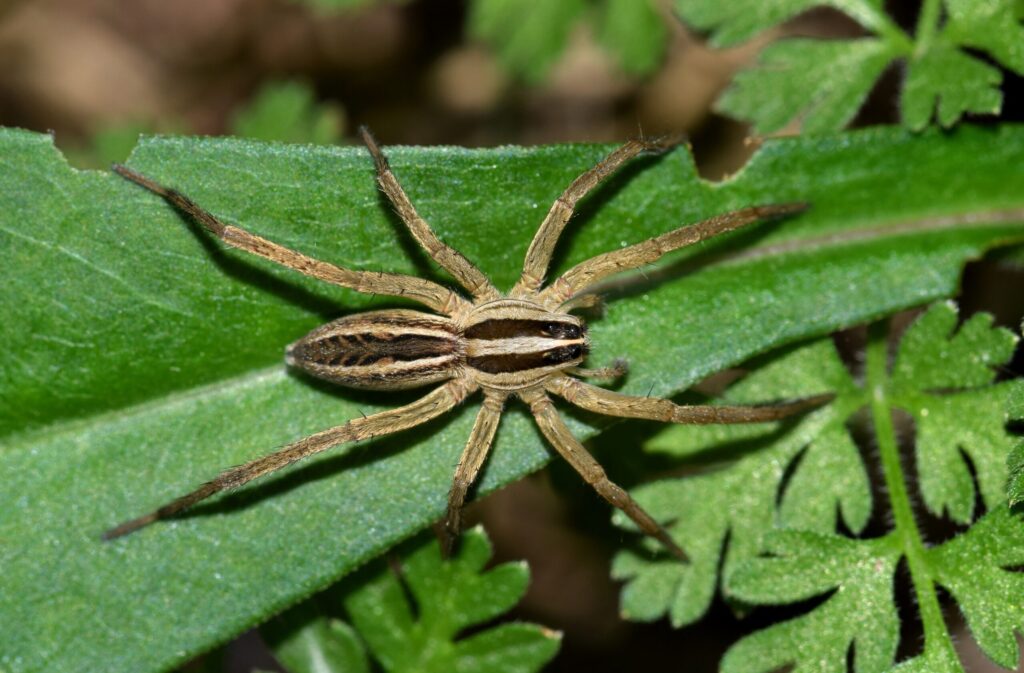 what does a wolf spider look like