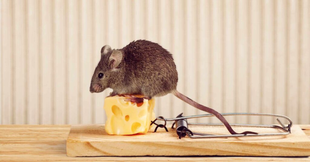 Best foods to trap mice