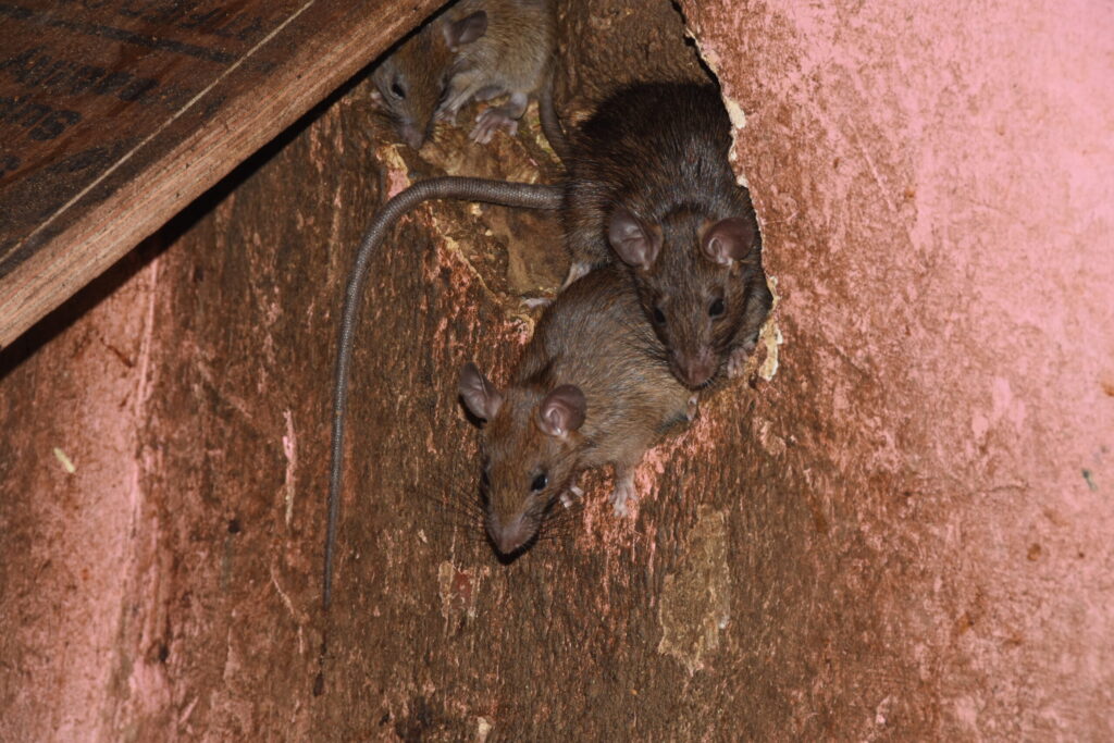 Mice in walls in Ohio