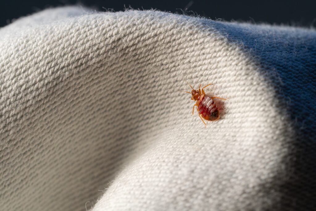bed bugs